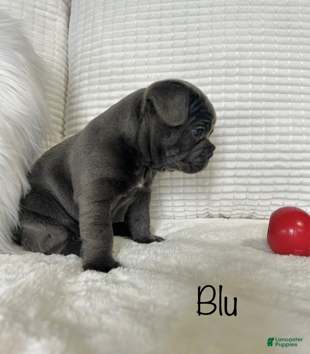 Mixed Breed dogs for sale: Blu - Ad 5