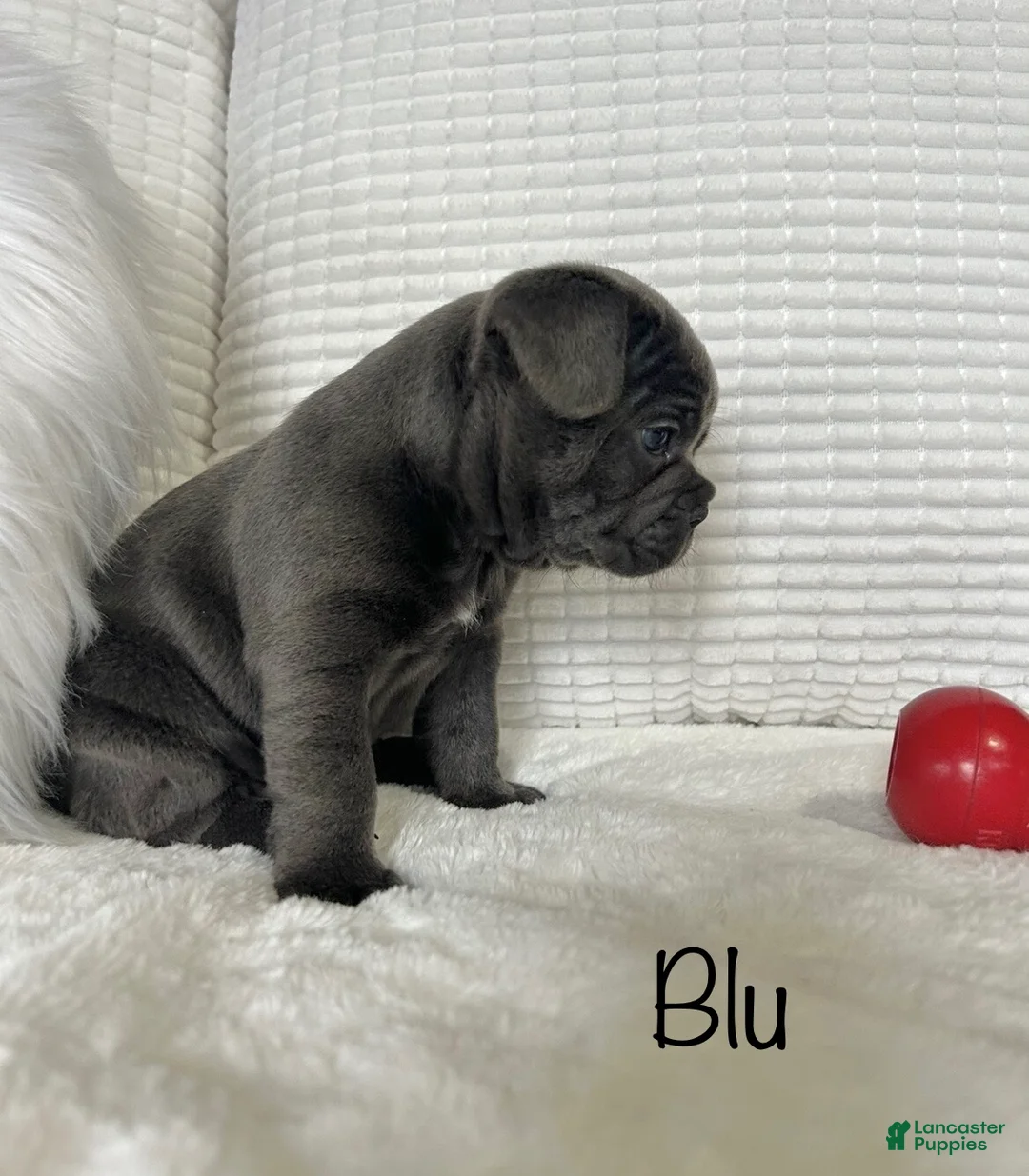 Mixed Breed dogs for sale: Blu - Ad 5