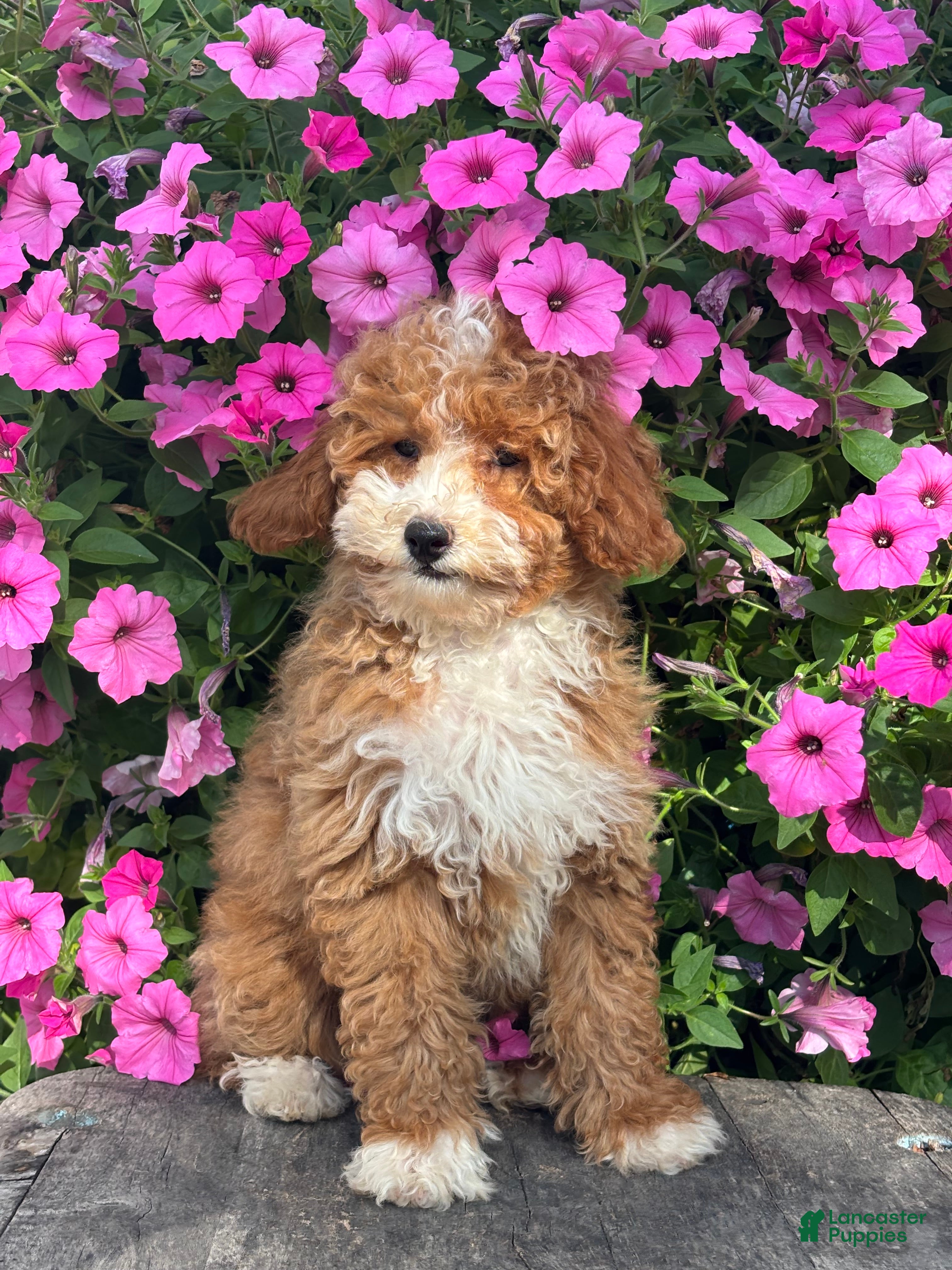 Mini Goldendoodle dogs Remi - Ad 1