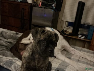 Mixed Breed dogs - Ad 37