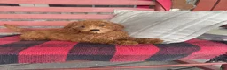 Miniature Labradoodle dogs for sale: Goldie - Ad 4