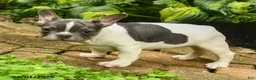 French Bulldog dogs for sale: Christine - Ad 4