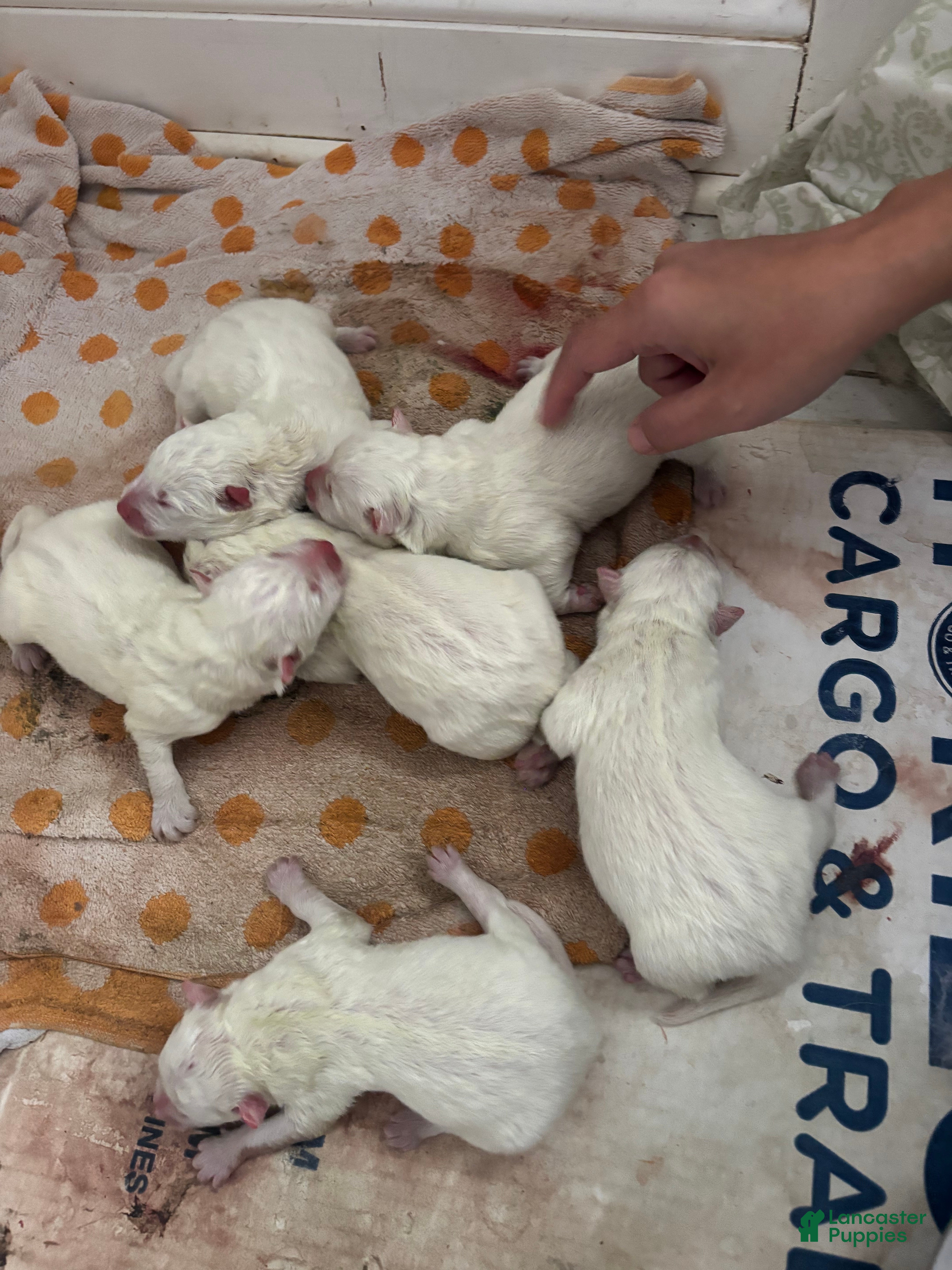 Samoyed dogs Samoyed Puppy 2 - Ad 11