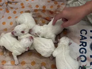 Samoyed dogs Samoyed Puppy 2 - Ad 11