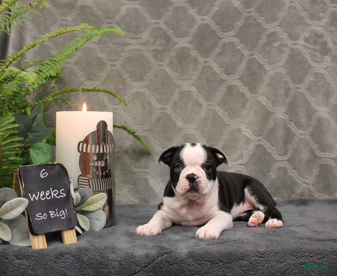 Boston Terrier dogs for sale: Azure - Ad 7