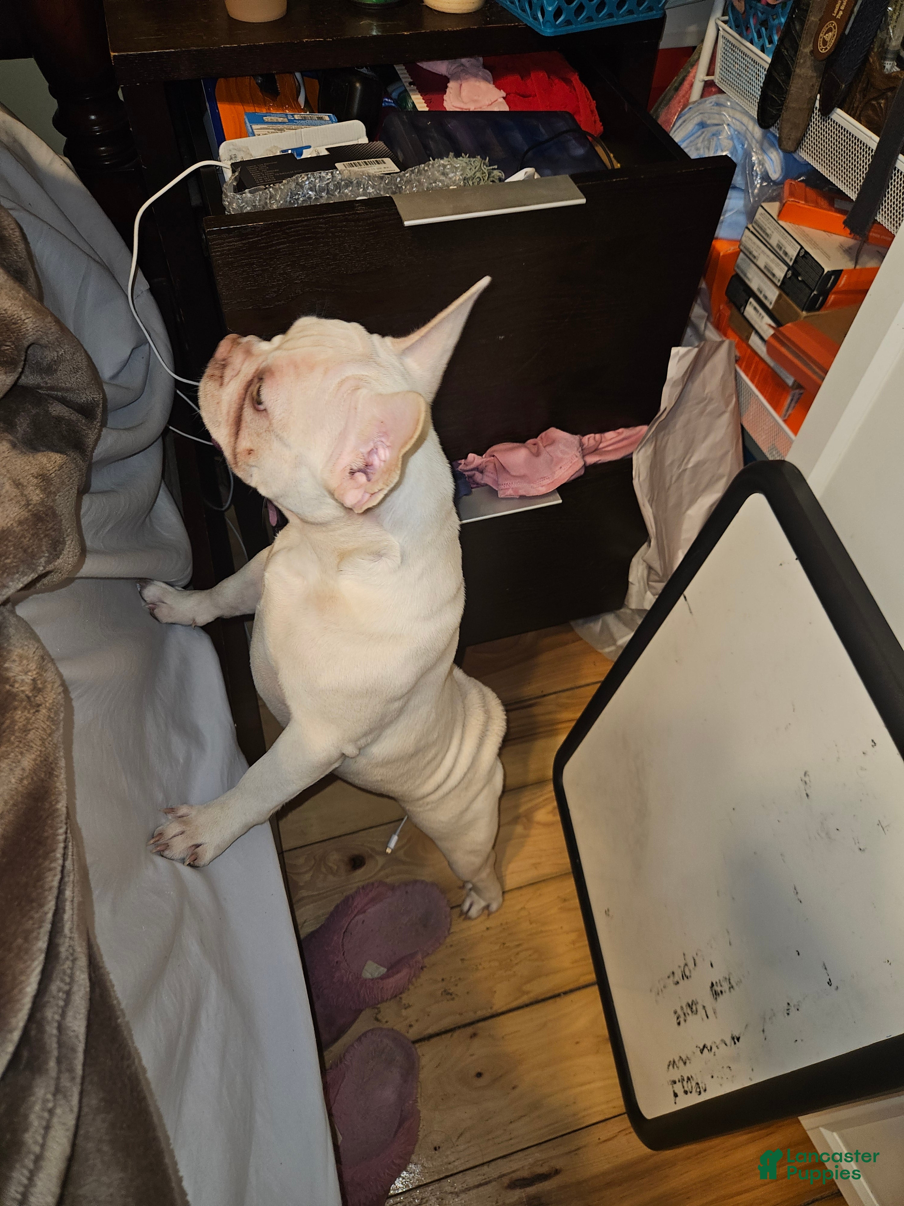 French Bulldog dogs French Bulldog Puppy 1 - Ad 2