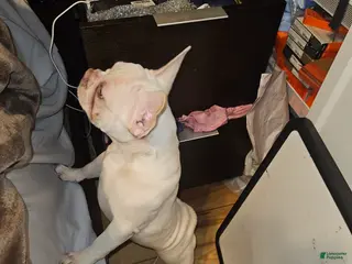 French Bulldog dogs for sale: French Bulldog Puppy 1 - Ad 4