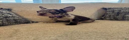 French Bulldog dogs for sale: French Bulldog Puppy 1 - Ad 2