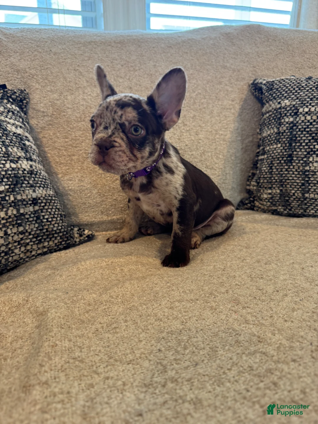 French Bulldog dogs for sale: French Bulldog Puppy 1 - Ad 2