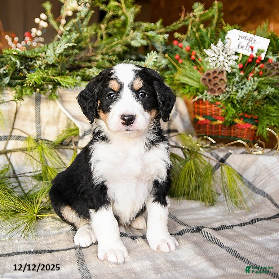 Mini Bernedoodle dogs Midnight - Ad 13