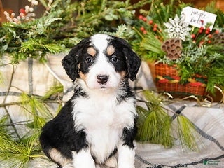 Mini Bernedoodle dogs Midnight - Ad 19