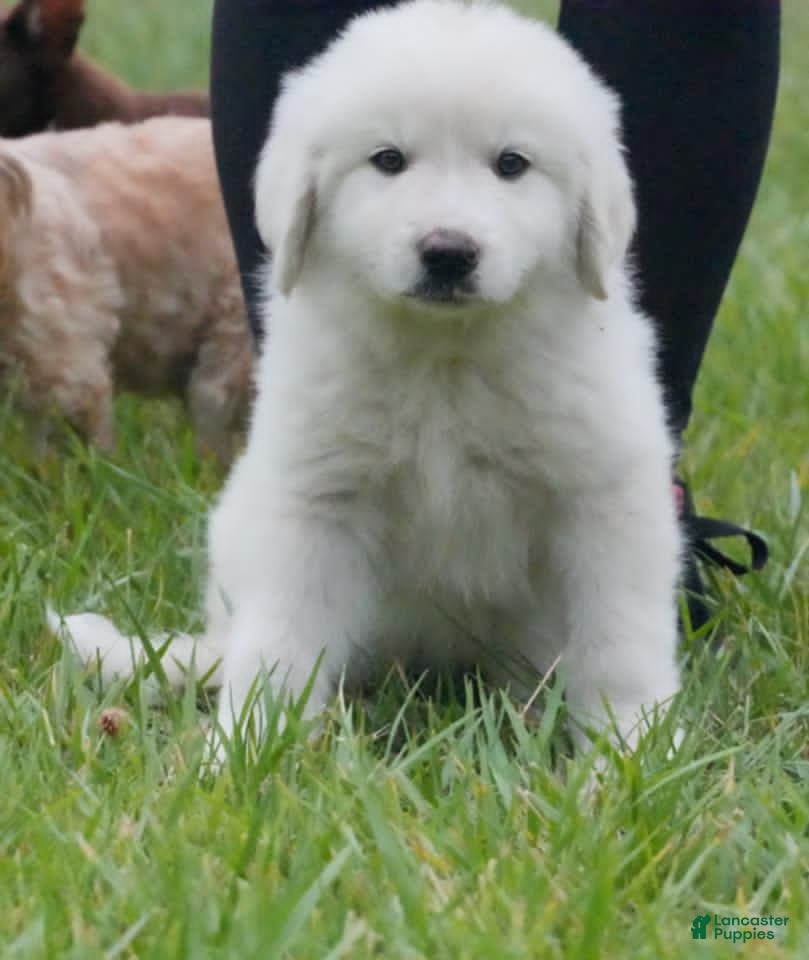 Great Pyrenees dogs Great Pyrenees 1 - Ad 1