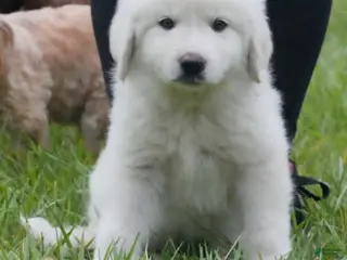 Great Pyrenees dogs Great Pyrenees 1 - Ad 1