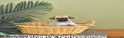 Mixed Breed dogs for sale: Charlotte - Ad 3
