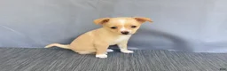 Chihuahua dogs for sale: Rudy - Ad 14