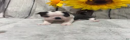 Boston Terrier dogs for sale: Boston Terrier 3 - Ad 2