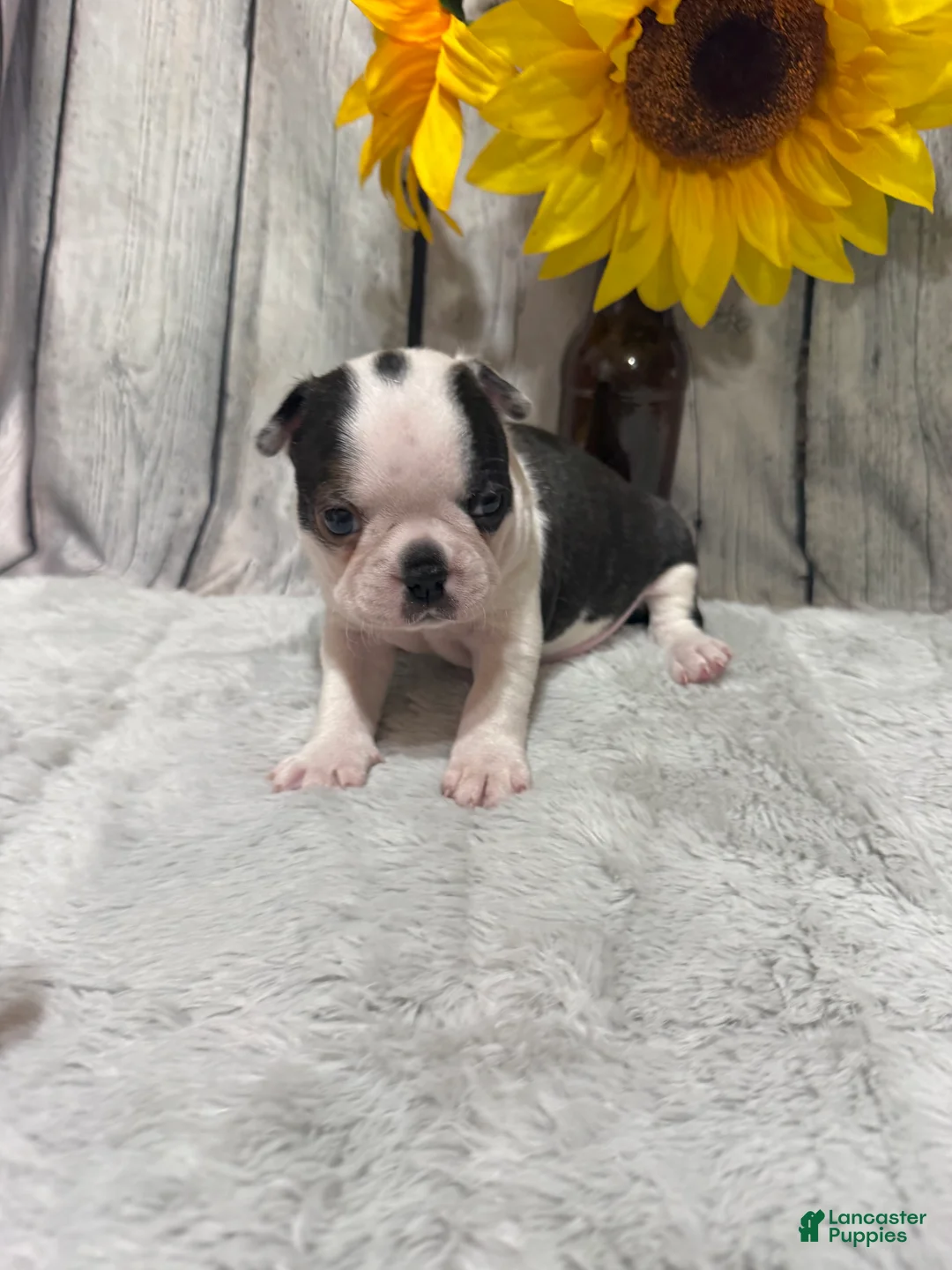 Boston Terrier dogs for sale: Boston Terrier 3 - Ad 2