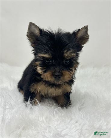 Yorkshire Terrier dogs Yorkshire Terrier Puppy 2 - Ad 20