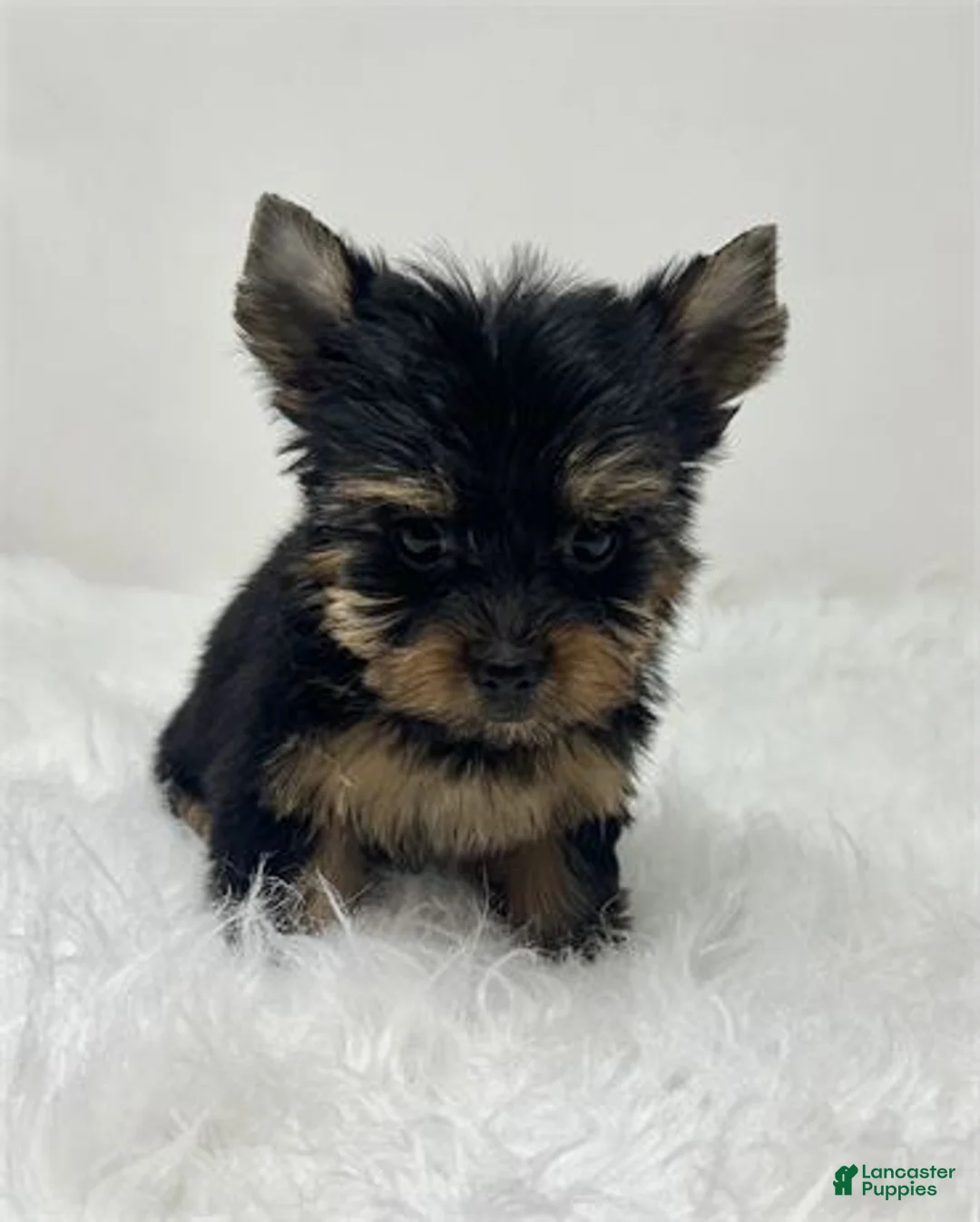 Yorkshire Terrier dogs for sale: Yorkshire Terrier Puppy 2 - Ad 1