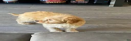 Maltipoo dogs for sale: Maltipoo 1 - Ad 7