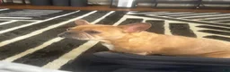 French Bulldog dogs for sale: Riot - Ad 9