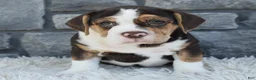 Beabull dogs for sale: Biscuit  - Ad 3