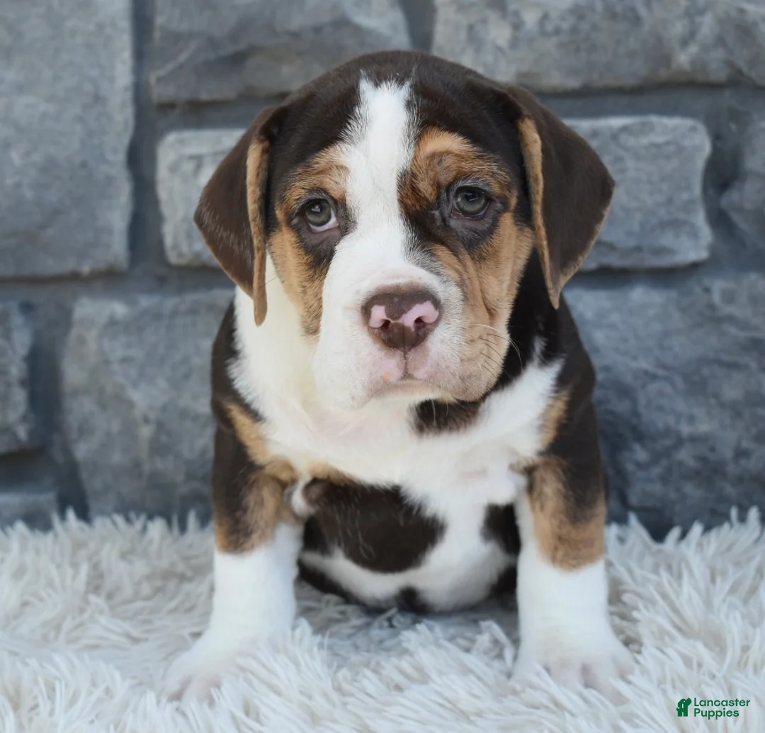 Beabull dogs for sale: Biscuit  - Ad 3