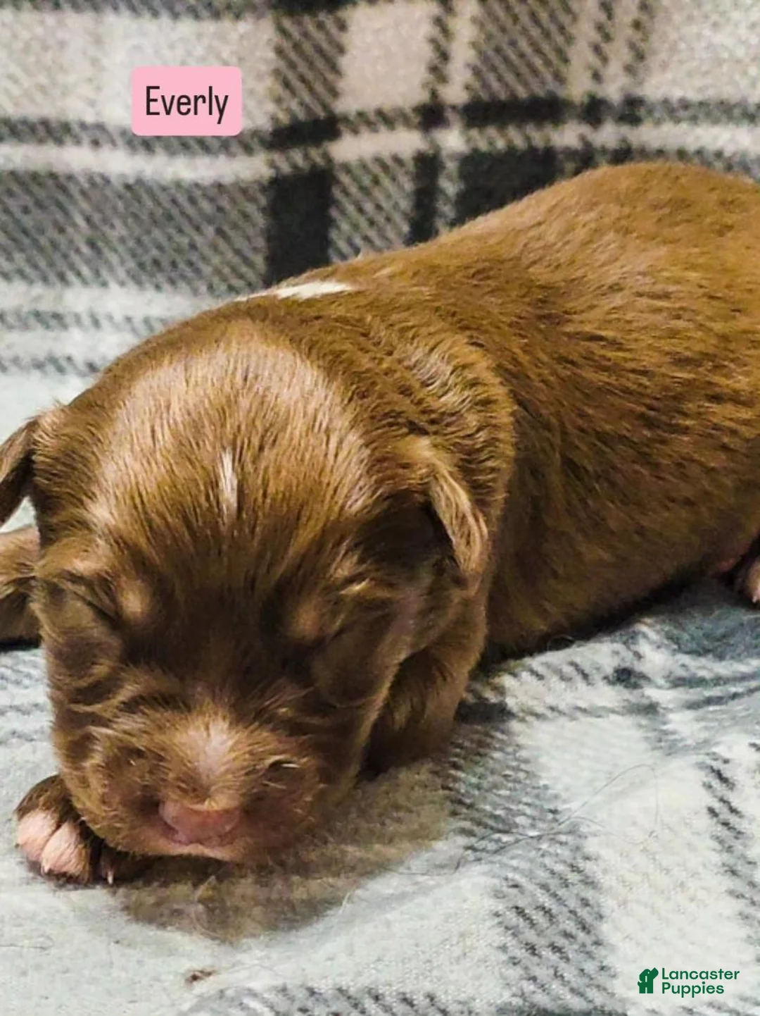Australian Shepherd dogs for sale: Everly - Ad 1