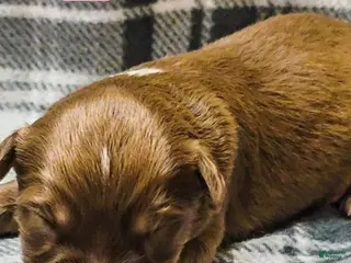 Australian Shepherd dogs for sale: Everly - Ad 3