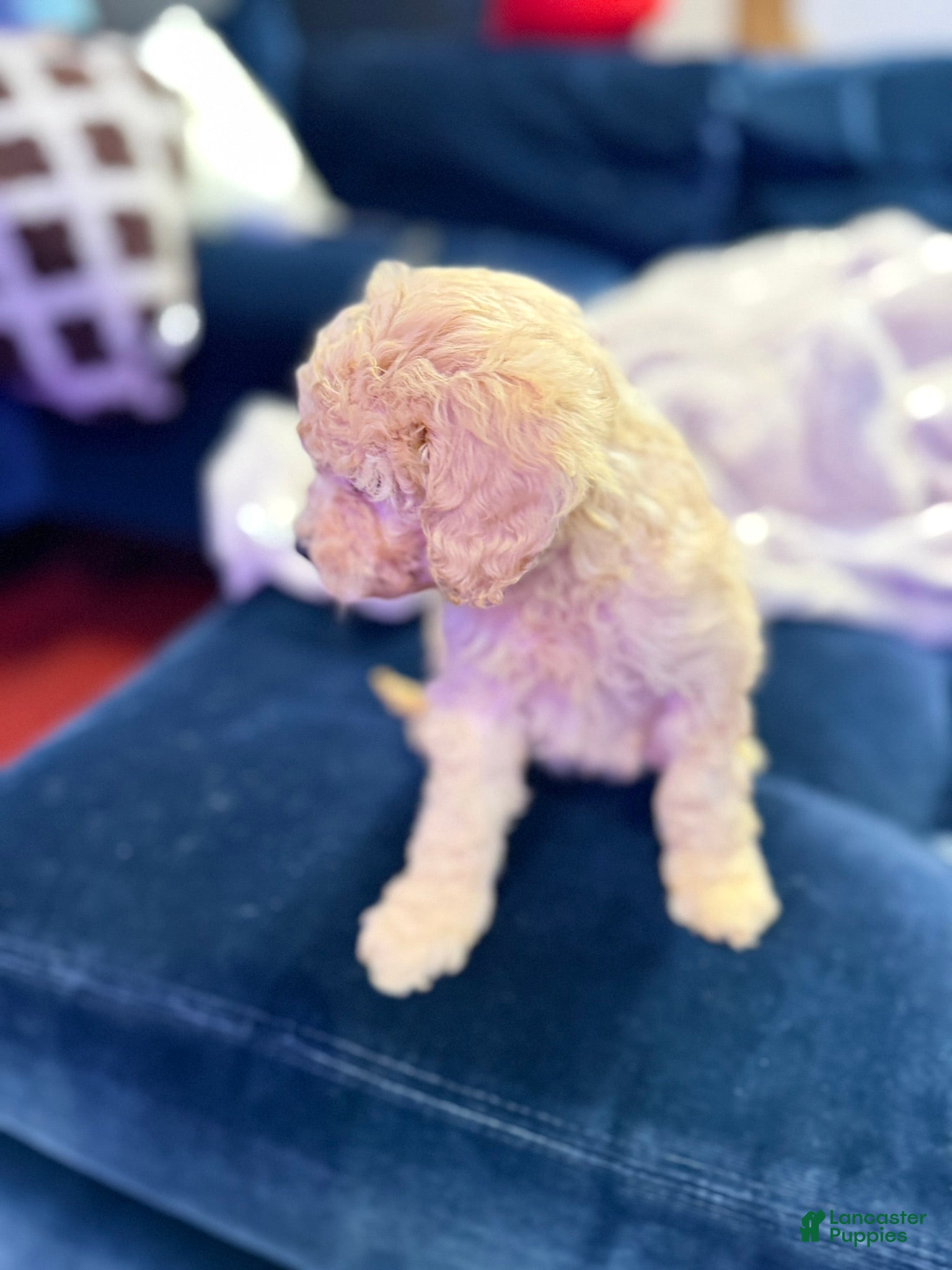 Aussiedoodle dogs Milo - Ad 9