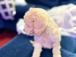 Aussiedoodle dogs Milo - Ad 9