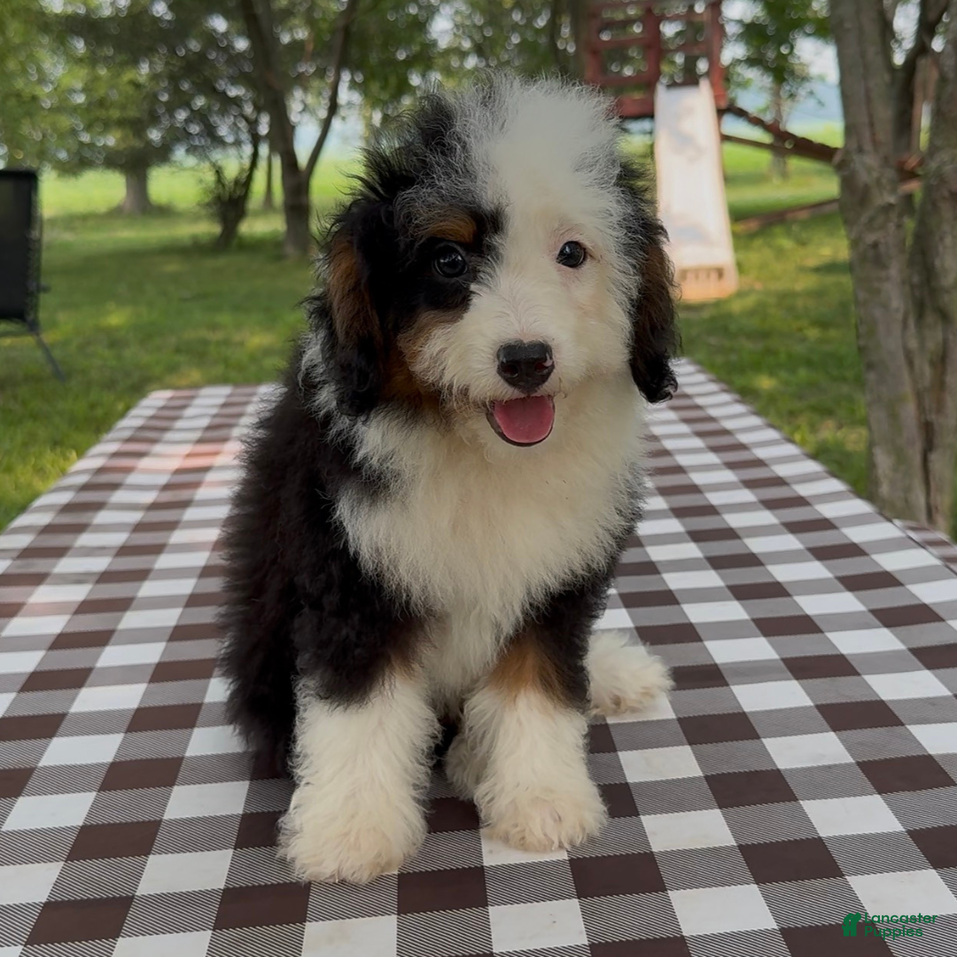 Bubba (Doodle / designer cross, Male) in Hoagland, IN
