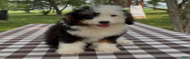 Bubba