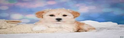 Maltipoo dogs for sale: Maggie - Ad 13