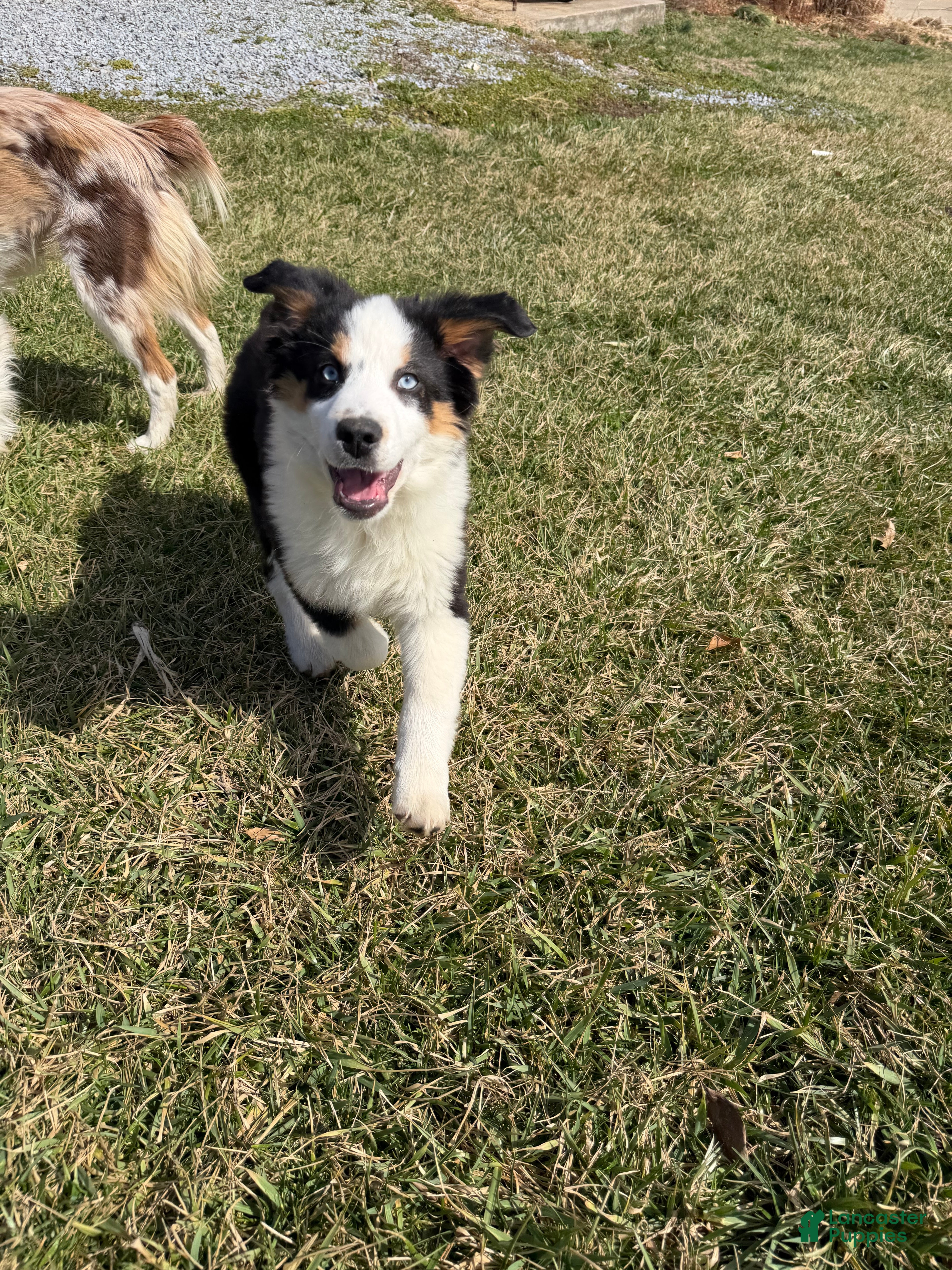 Miniature Australian Shepherd dogs Lenny - Ad 2