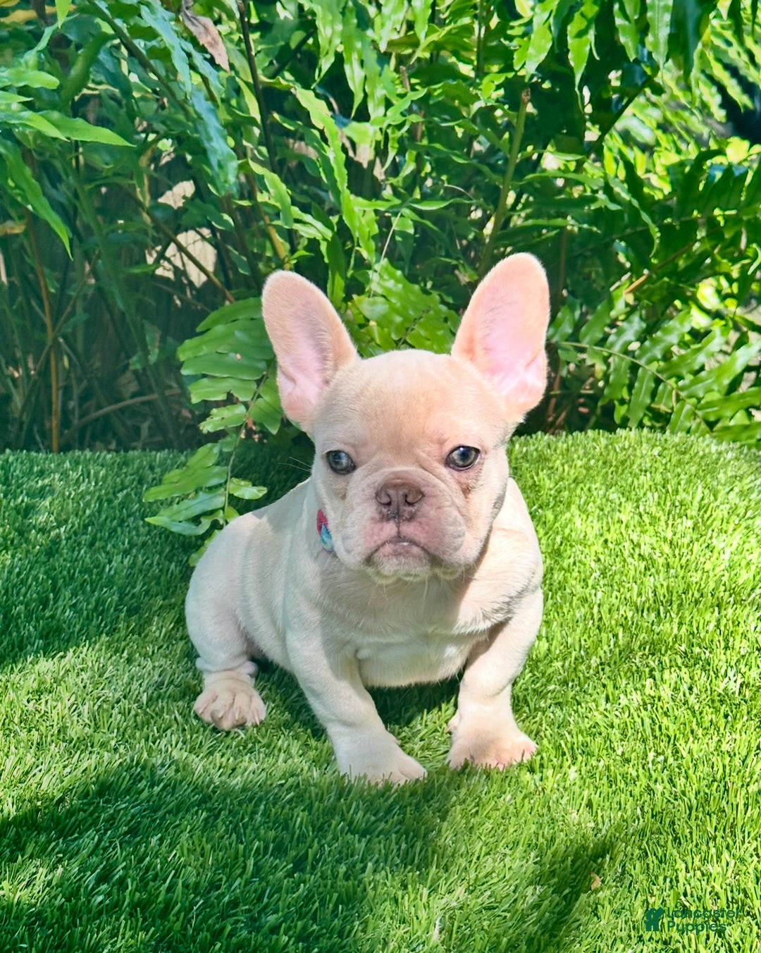 French Bulldog dogs for sale: French Bulldog Puppy 2 - Ad 5