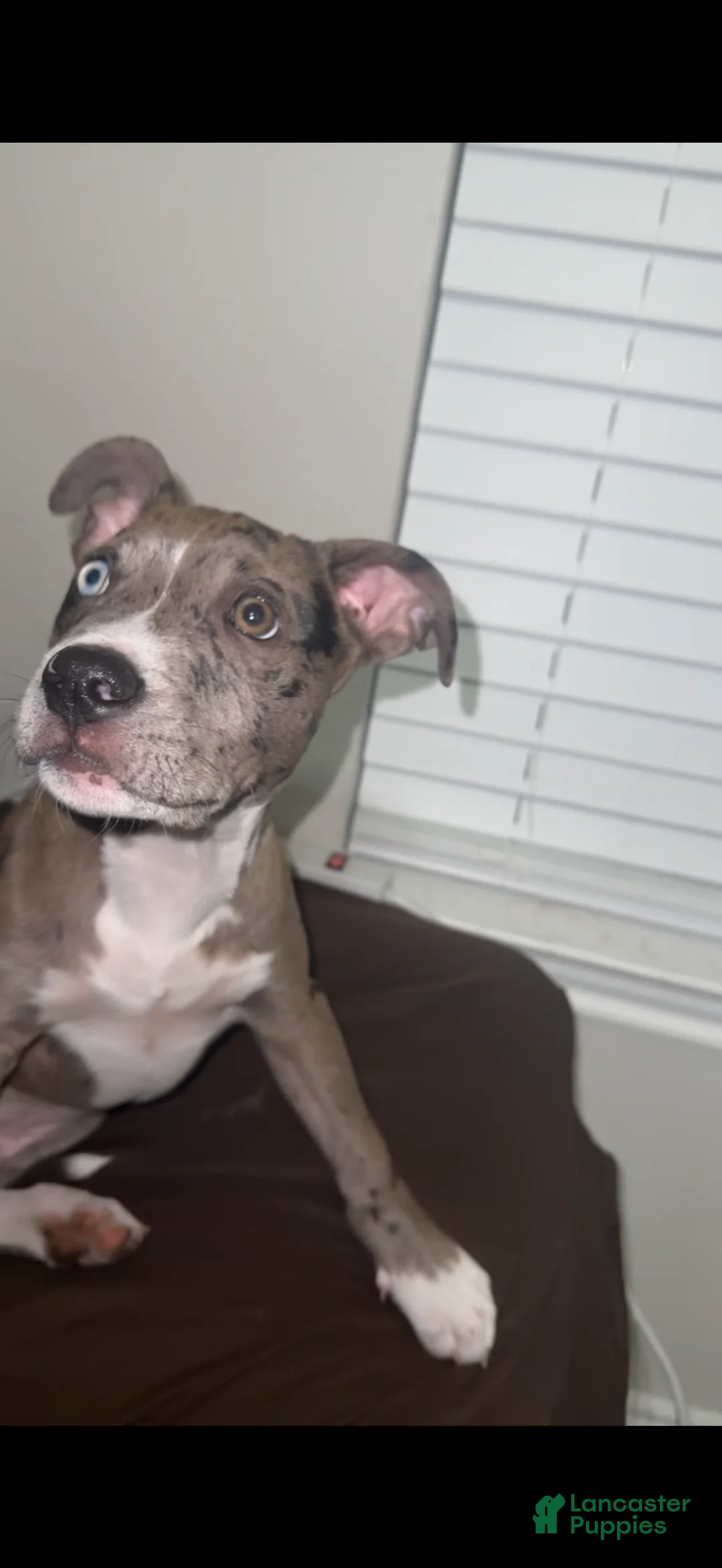 American Pit Bull Terrier dogs for sale: American Pit Bull Terrier Puppy 1 - Ad 3