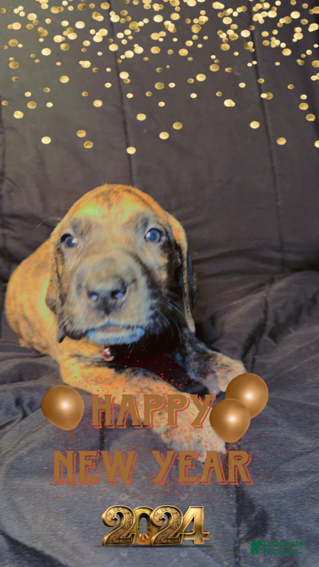 Great Dane dogs for sale: Erica - Ad 6