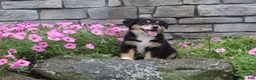 Australian Shepherd dogs for sale: Pixie  - Ad 5