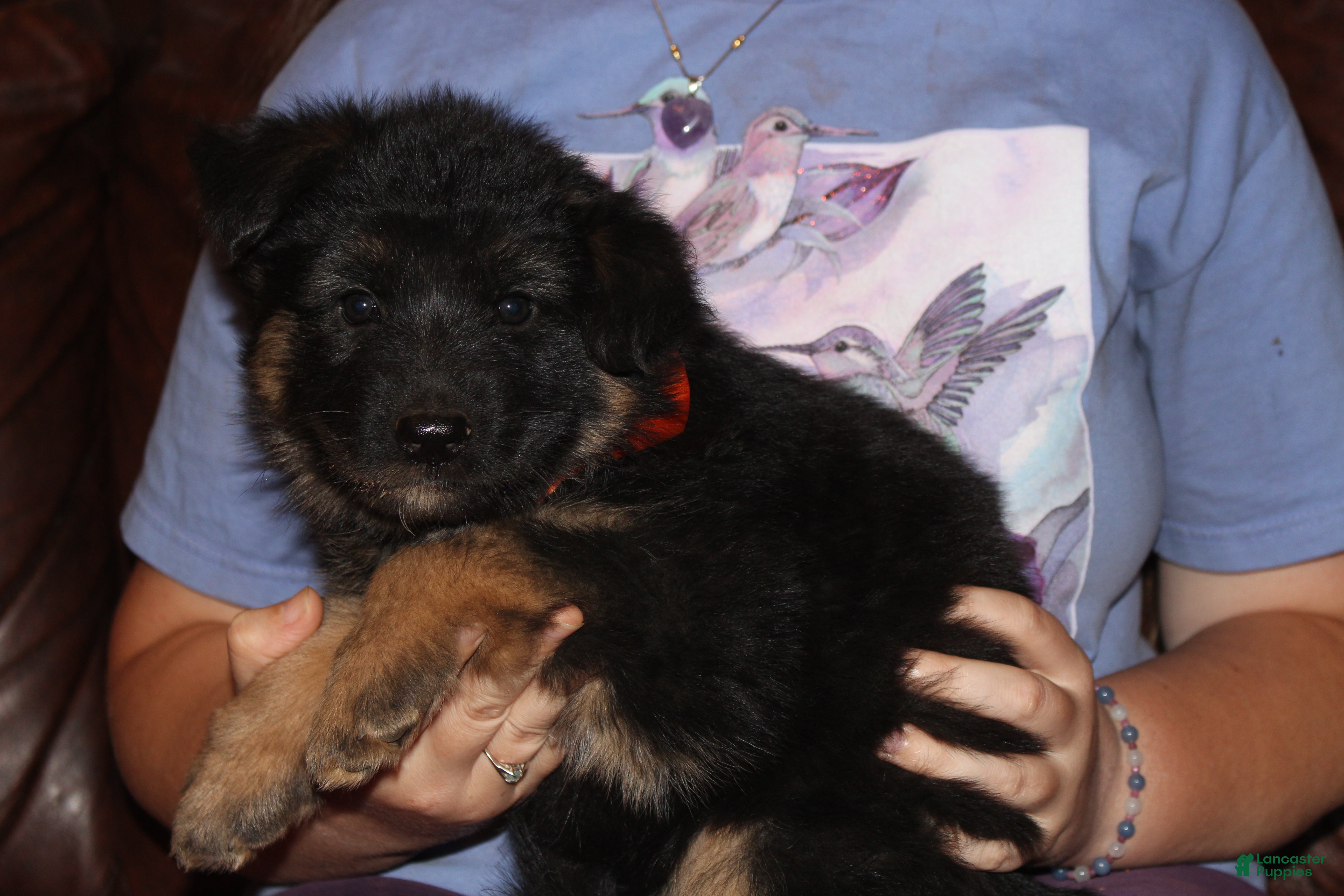 German Shepherd dogs Freida, Orange collar - Ad 1