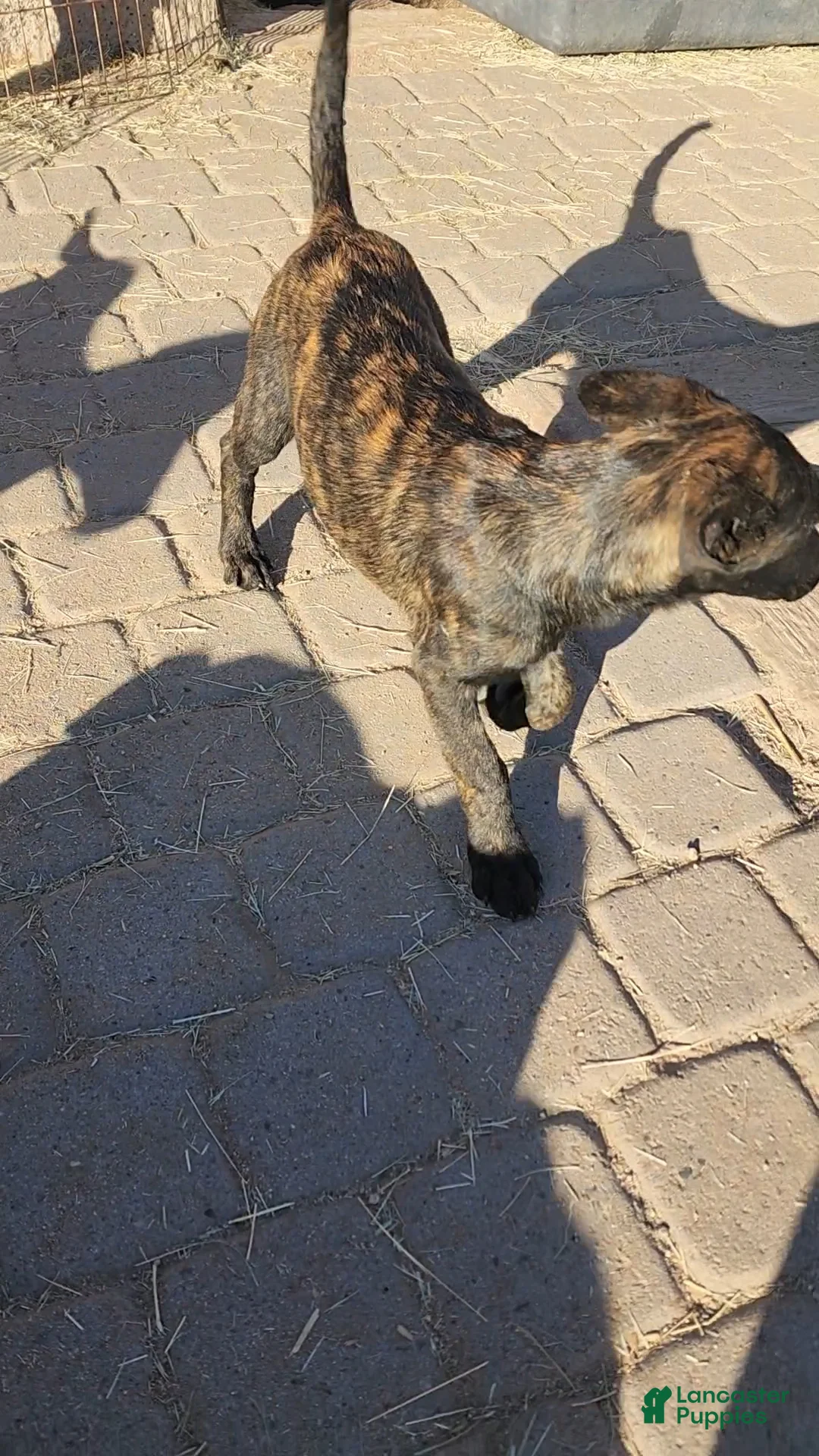 Dutch Shepherd dogs for sale: Dutch brindle F - Ad 4