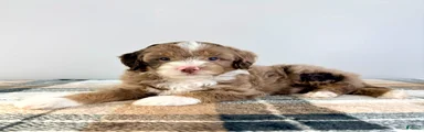 Bob