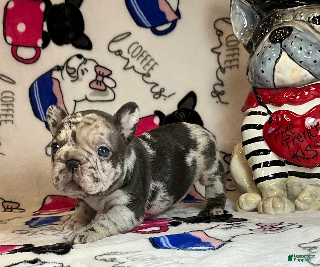 French Bulldog dogs for sale: Arrow - Ad 16