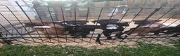 Boxer dogs for sale: Bamboo - Ad 11