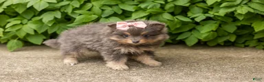 Millie 