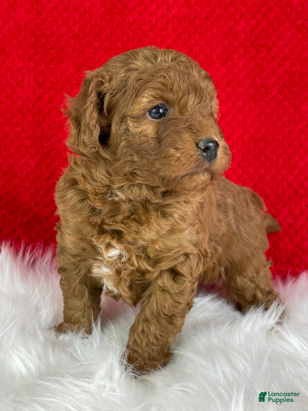 Mini Goldendoodle dogs for sale: Kringle - Ad 2