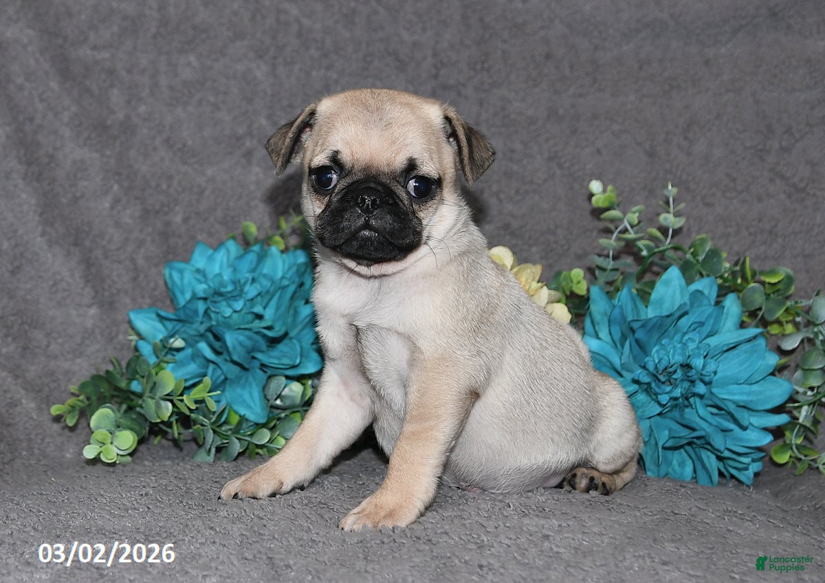 Pug dogs Biscuit - Ad 1