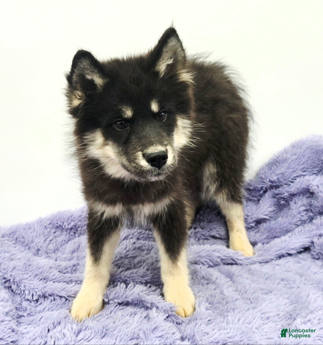 Siberian Husky dogs Troy - Ad 41