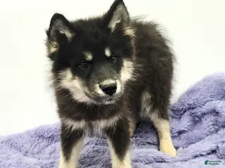 Siberian Husky dogs Troy - Ad 39