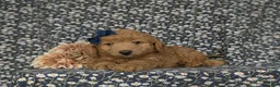 Miniature Poodle dogs for sale: Shiloh - Ad 6